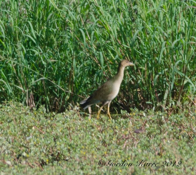 Purple Gallinule - ML231363541