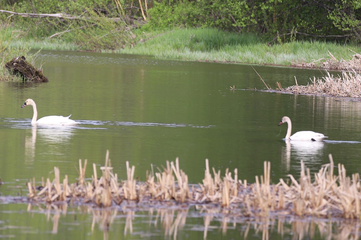 Tundra Swan - ML231365111