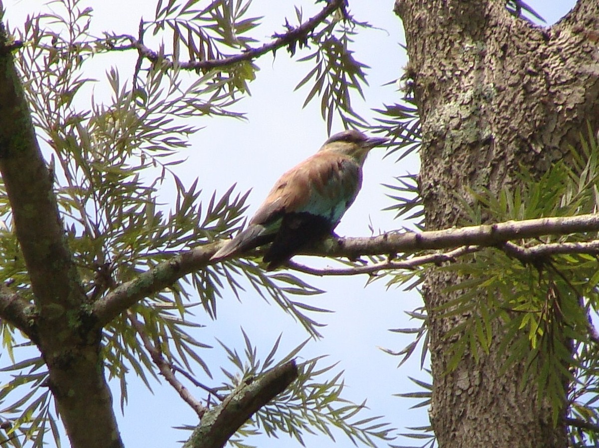 European Roller - ML231365571