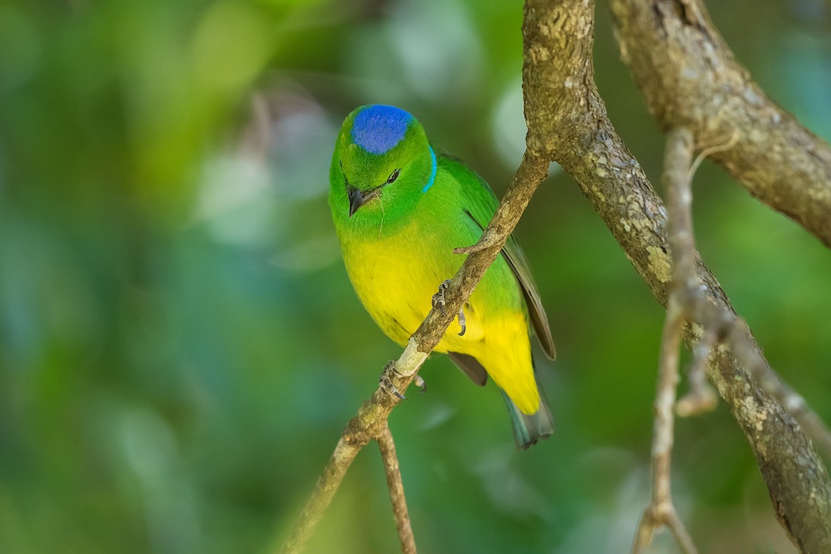 Golden-browed Chlorophonia - Stefan Hirsch