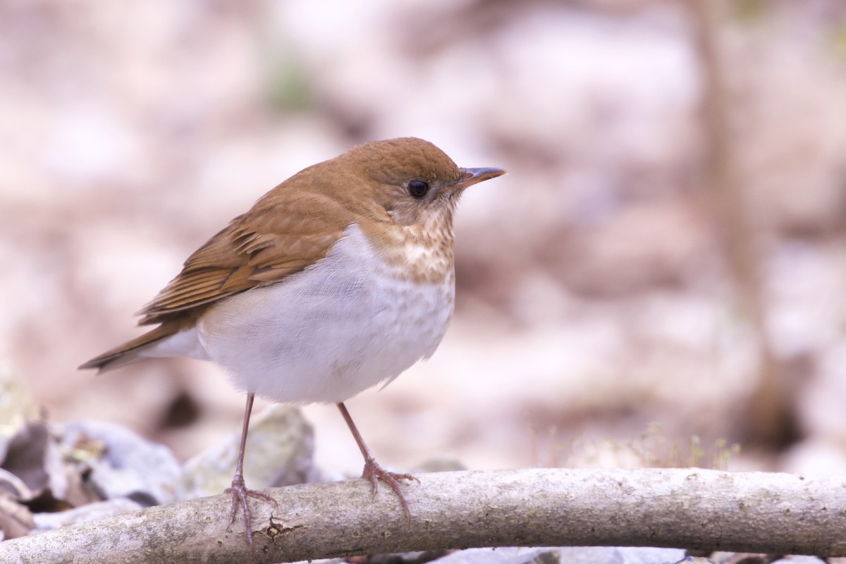Veery - ML231366491
