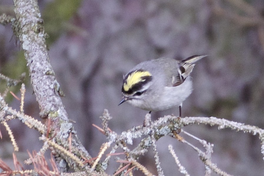 Golden-crowned Kinglet - Jeanne Verhulst