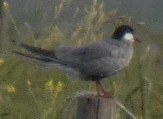 Whiskered Tern - Sergei Danchenko