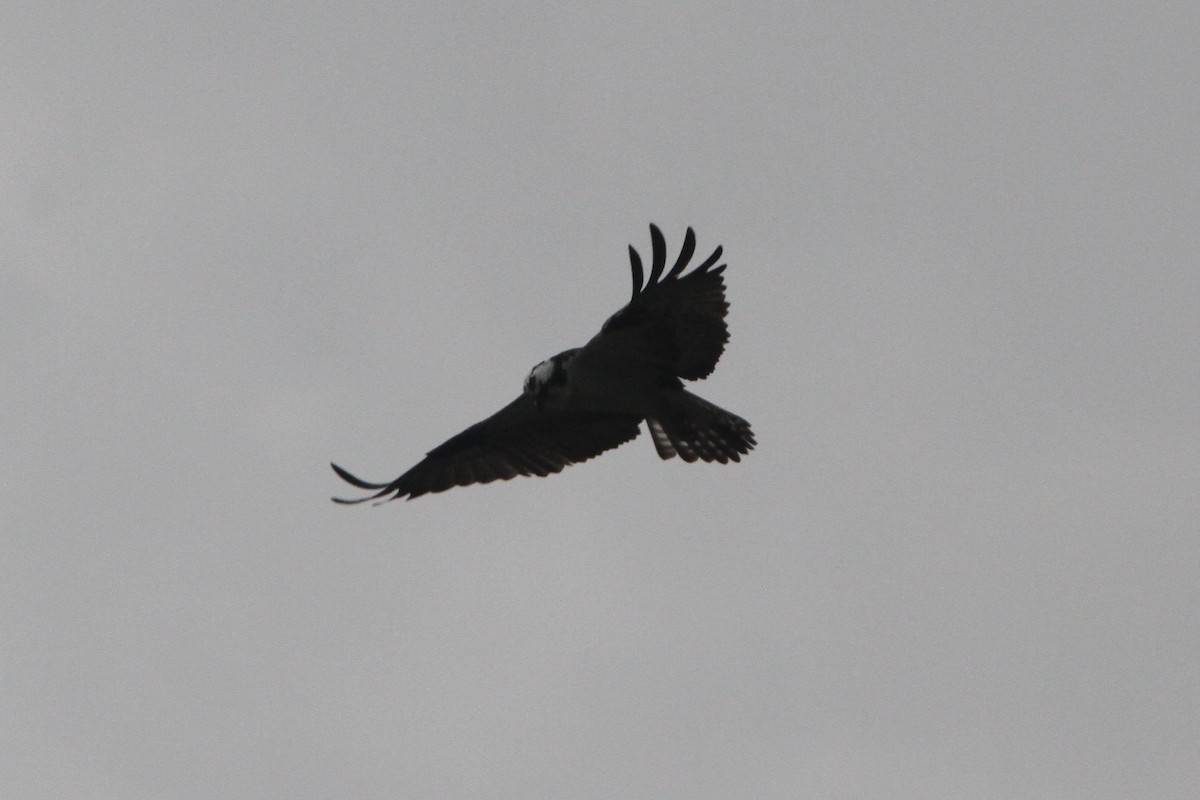 Osprey - ML231369021