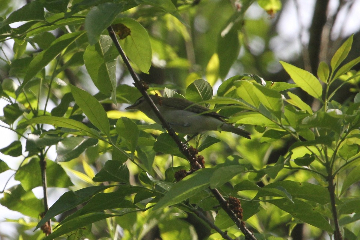 Red-eyed Vireo - ML231369701