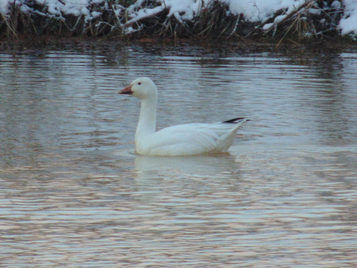 Snow Goose - ML23136981