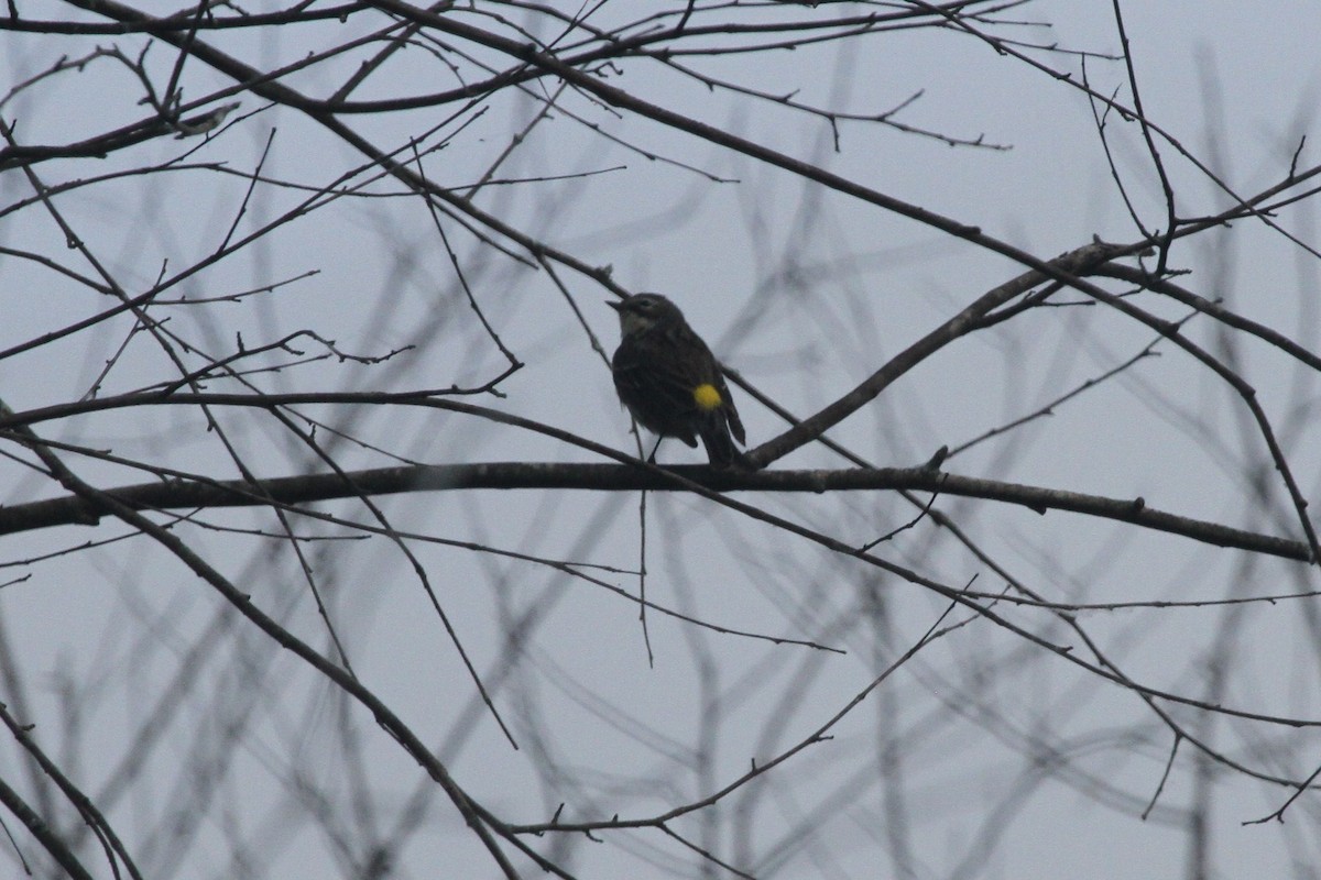 Yellow-rumped Warbler - ML231370381