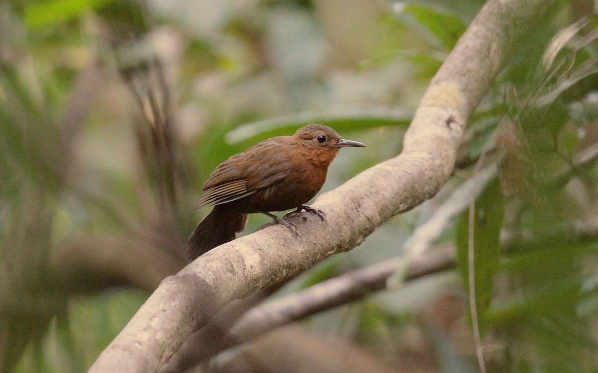 South American Leaftosser (Guianan) - ML231376311