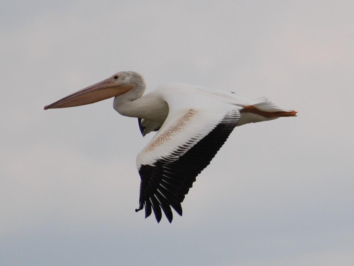 American White Pelican - ML231376391