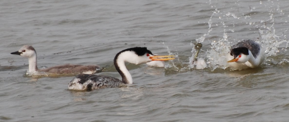 Clark's Grebe - ML231376861