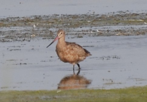 Marbled Godwit - Teresa Mawhinney