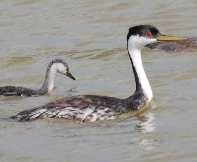 Western Grebe - Teresa Mawhinney