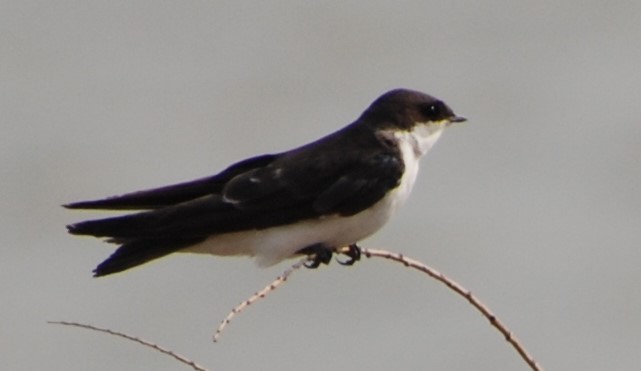 Tree Swallow - Teresa Mawhinney