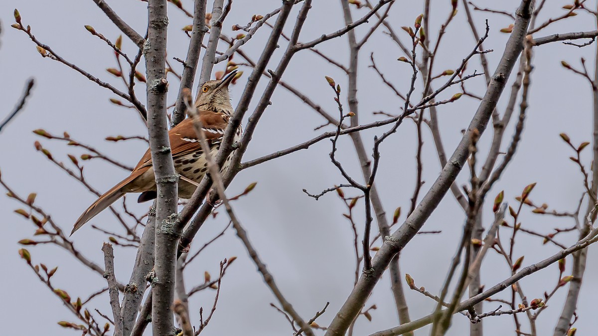 Brown Thrasher - Bernard Barsalo