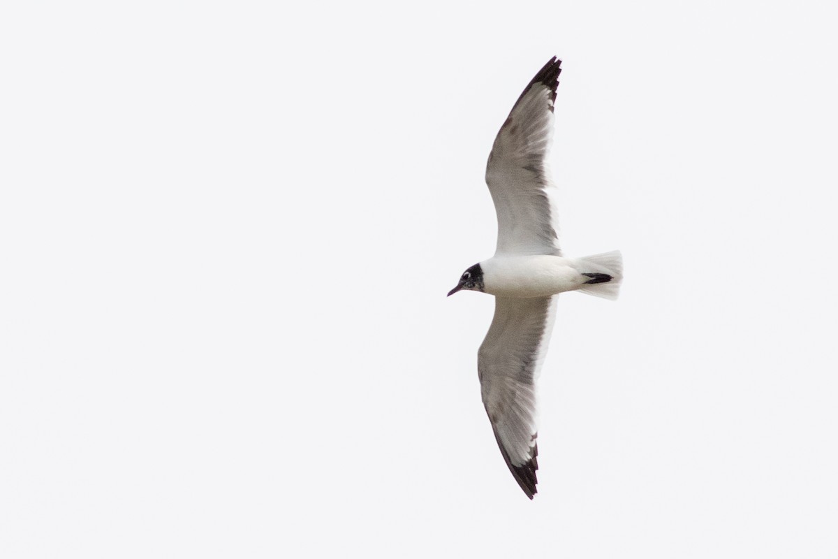 Franklin's Gull - Francis Canto Jr