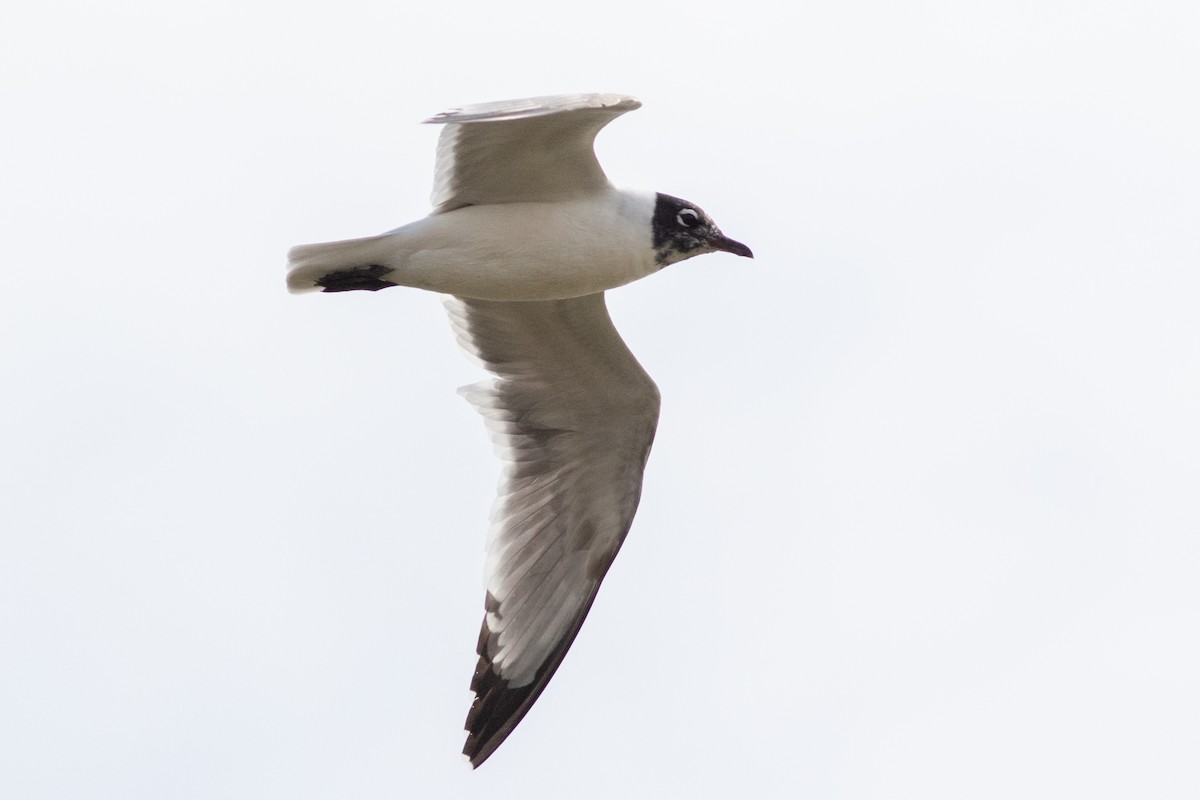 Franklin's Gull - Francis Canto Jr