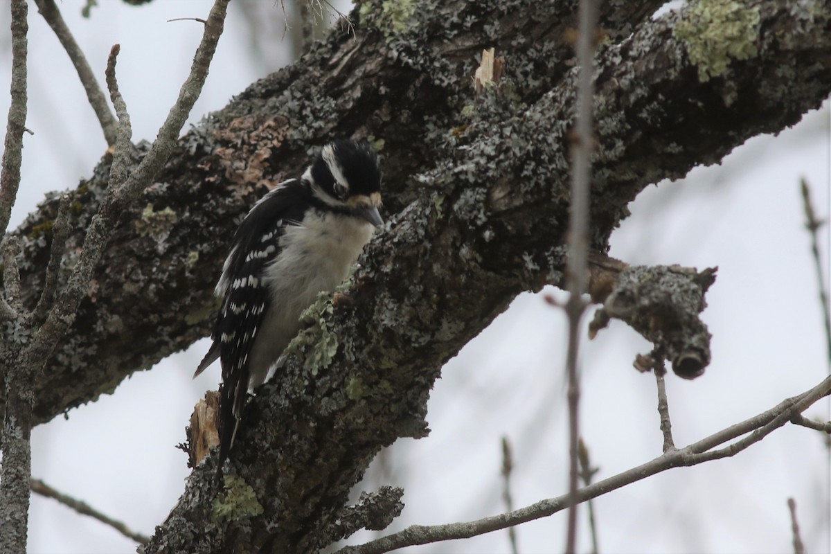 Hairy Woodpecker - ML231381611