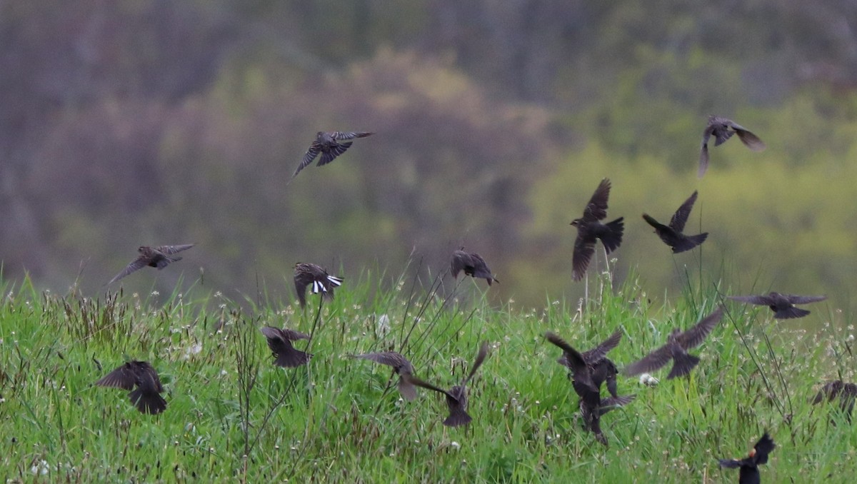 Red-winged Blackbird - valerie heemstra