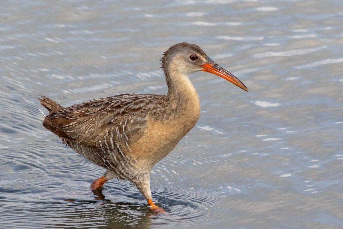 Clapper Rail - ML231382921