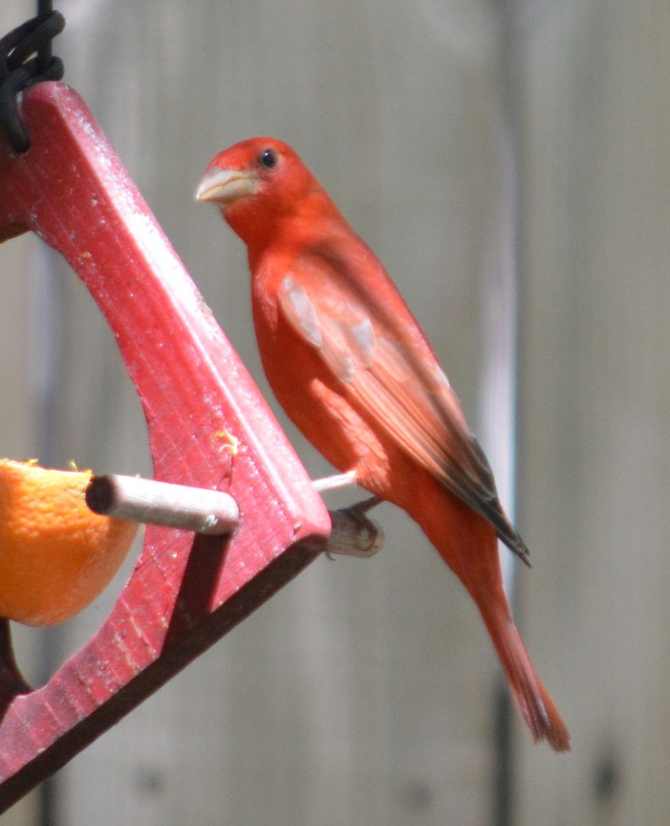 Summer Tanager - ML231383621