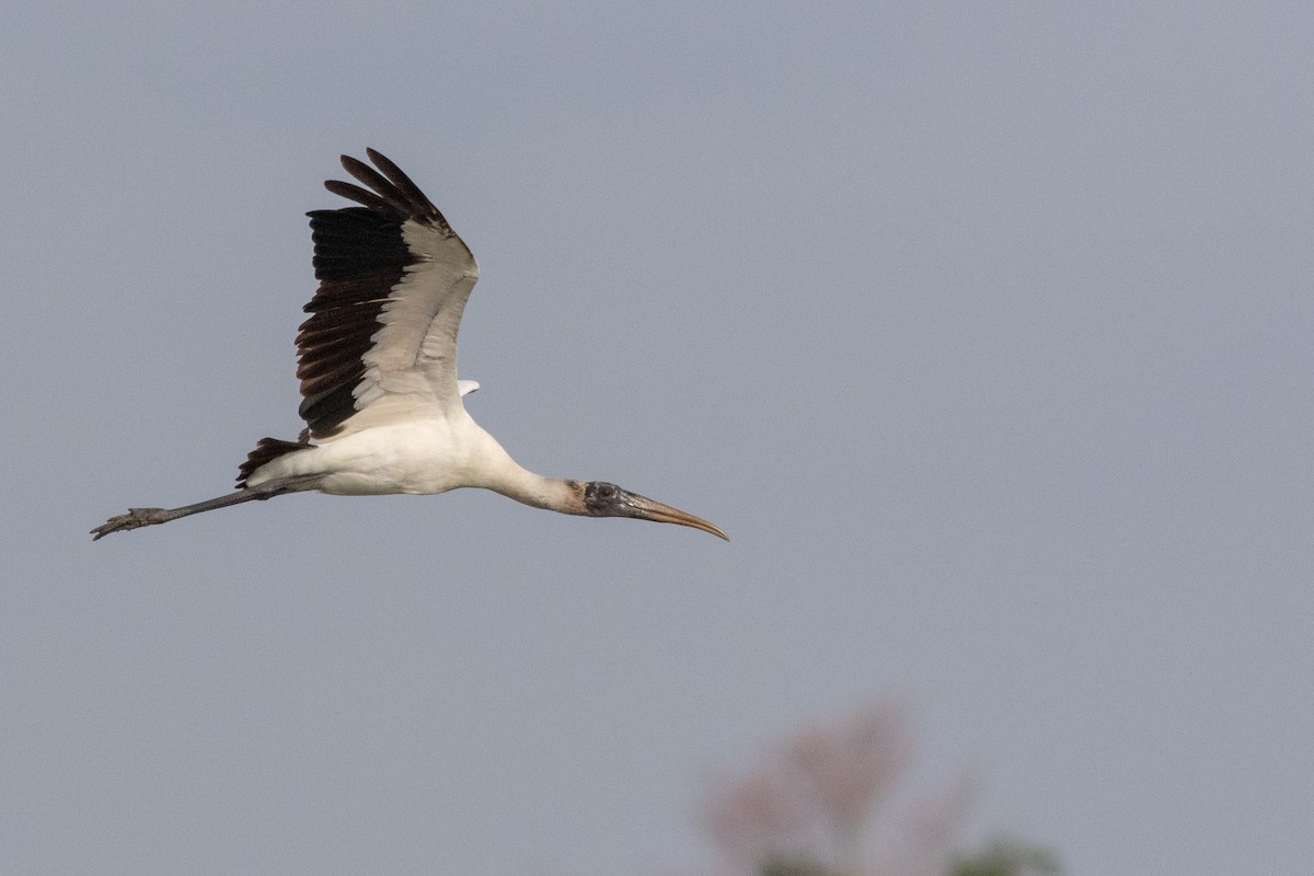 Wood Stork - Francis Canto Jr