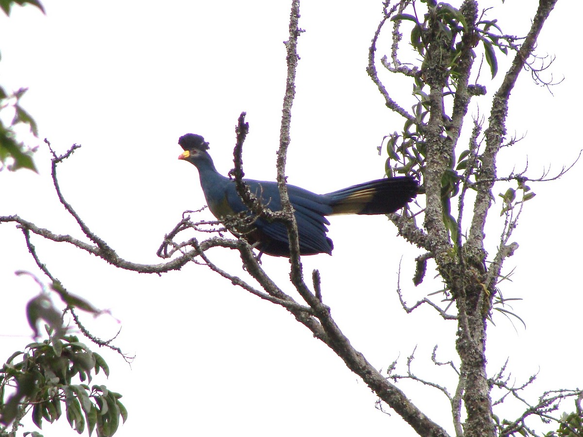 Great Blue Turaco - ML231388061