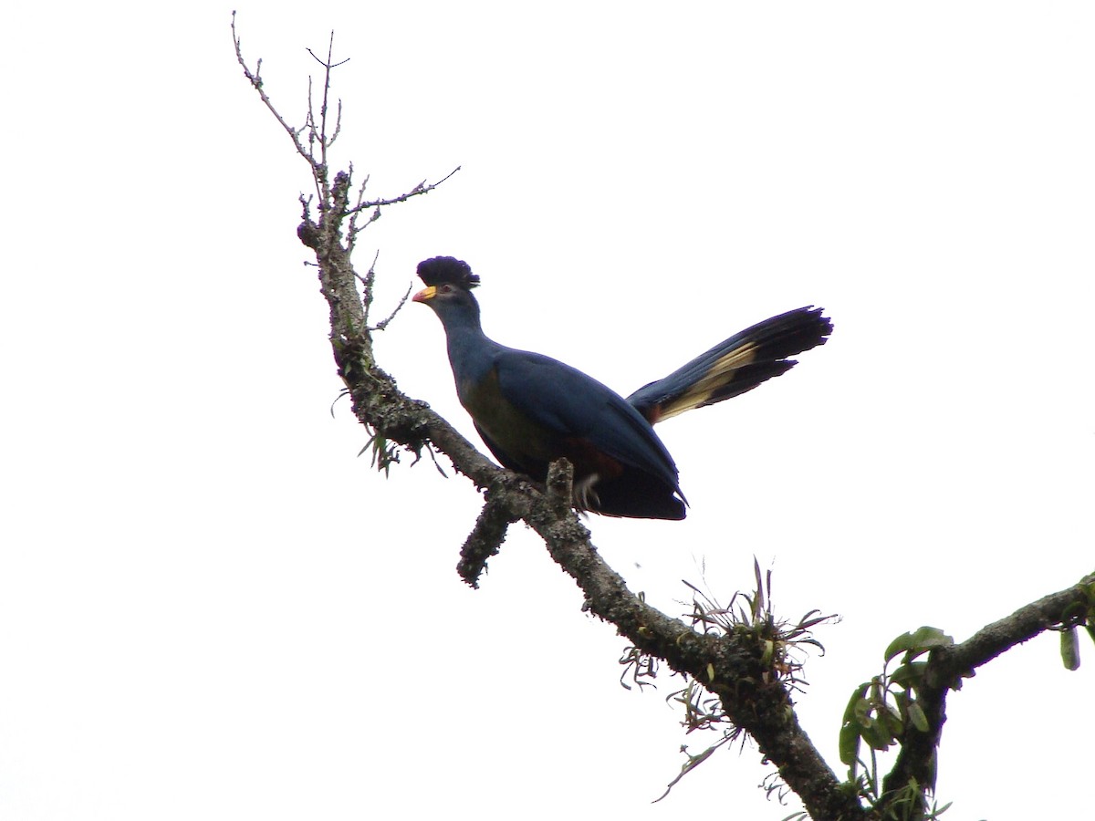 Great Blue Turaco - ML231388081