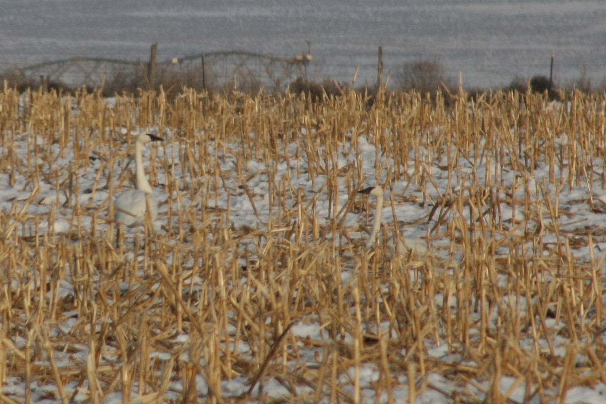 Cisne Chico - ML23138971