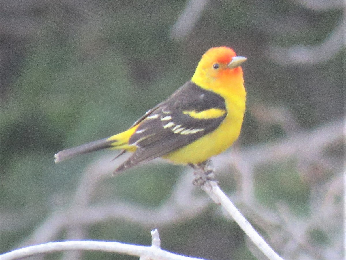 Western Tanager - Robin Gurule