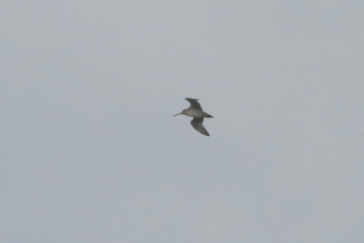 Short-billed Dowitcher - Sky Kardell