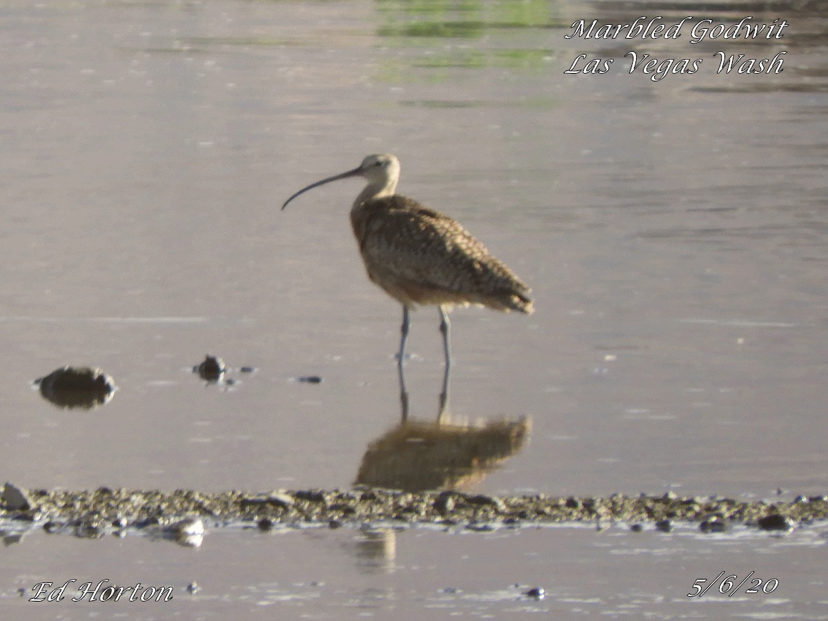 Long-billed Curlew - ML231393371