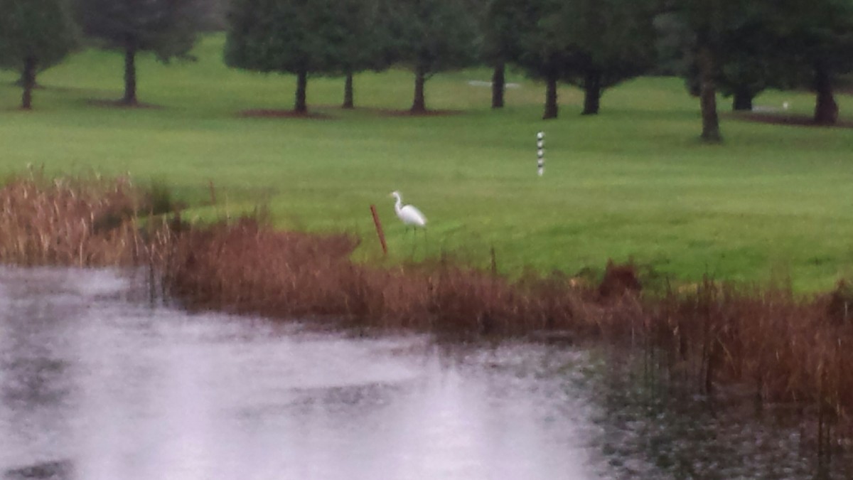 Koartza zuria - ML23139711