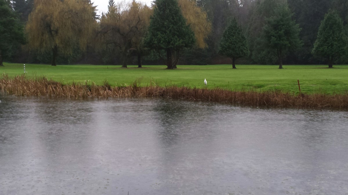 Koartza zuria - ML23139721