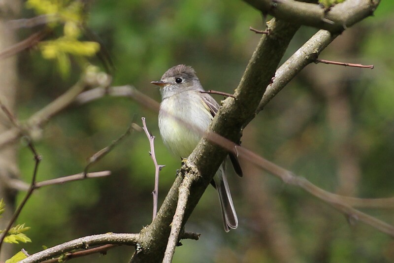 Dusky Flycatcher - ML231398861