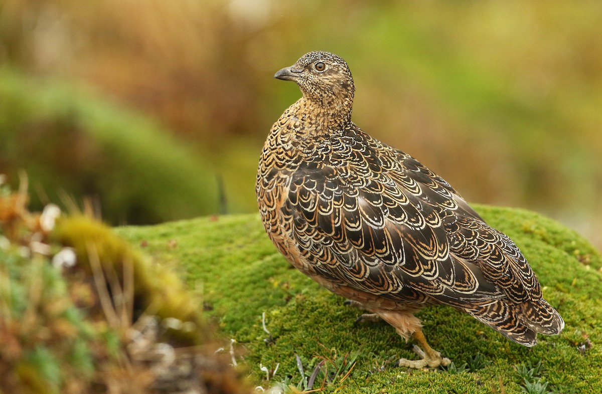 Rufous-bellied Seedsnipe - Luke Seitz