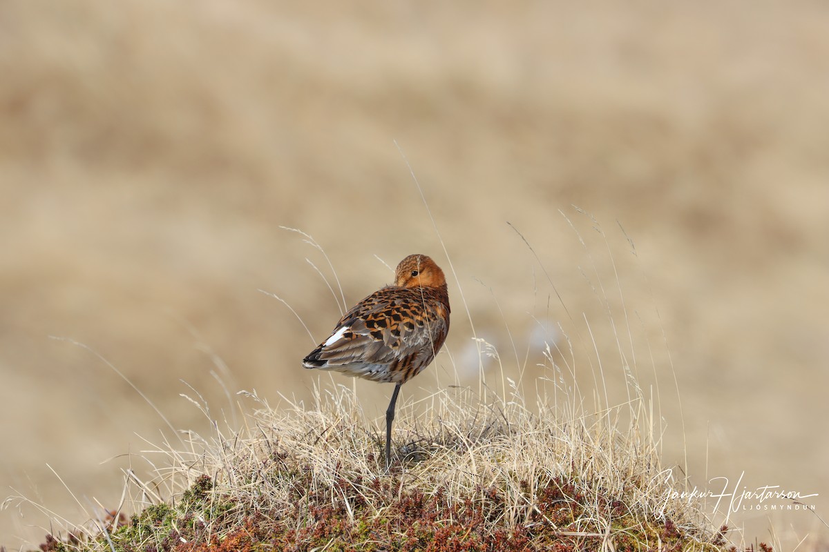 Black-tailed Godwit (islandica) - ML231400371