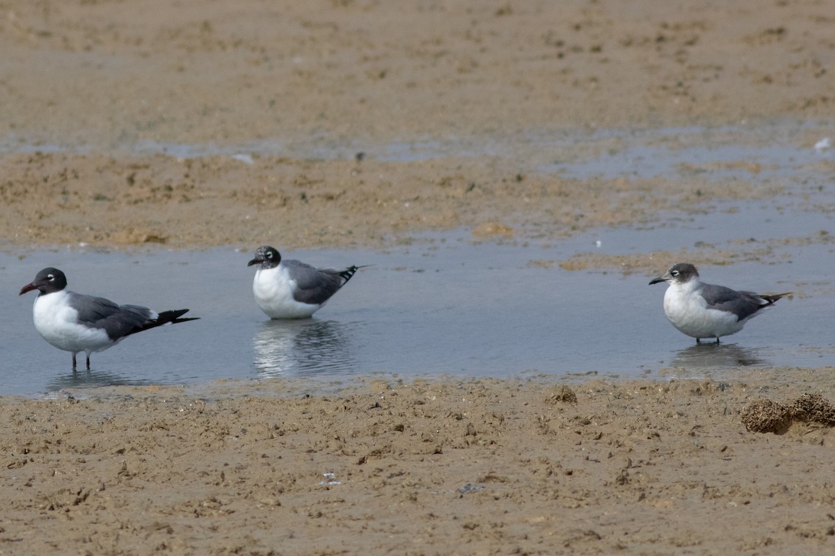 Franklin's Gull - Francis Canto Jr