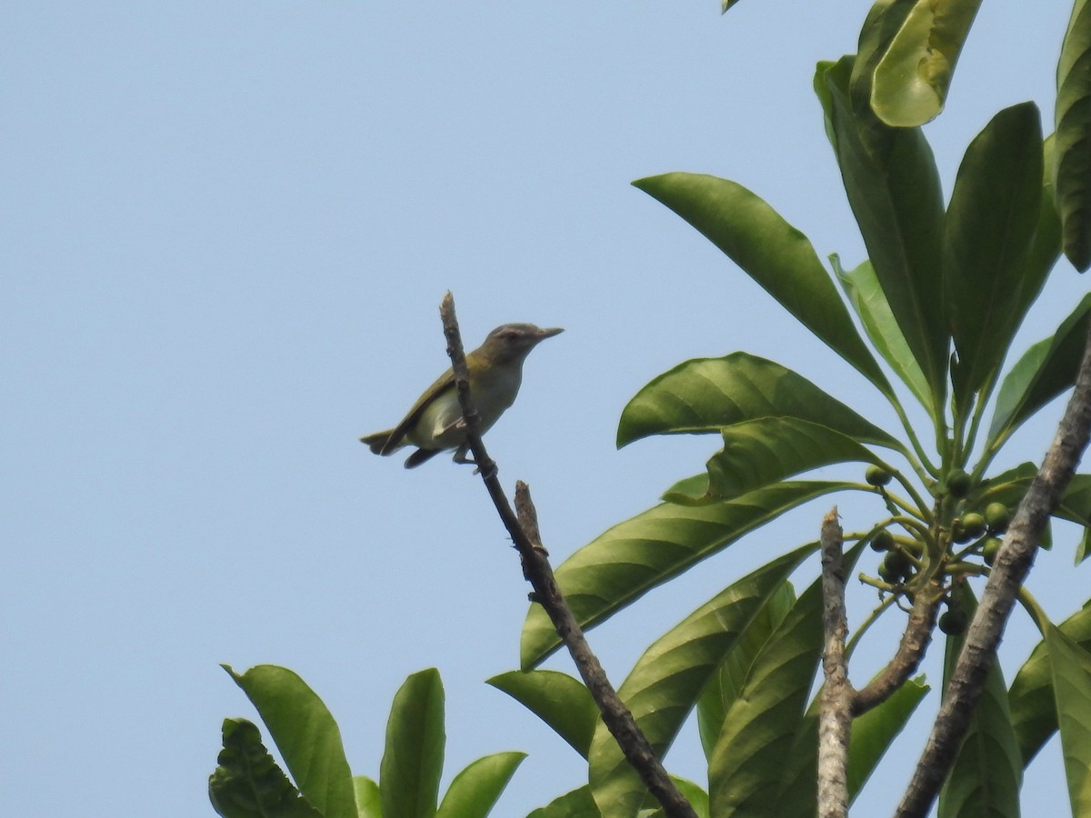 Red-eyed Vireo - ML231403441