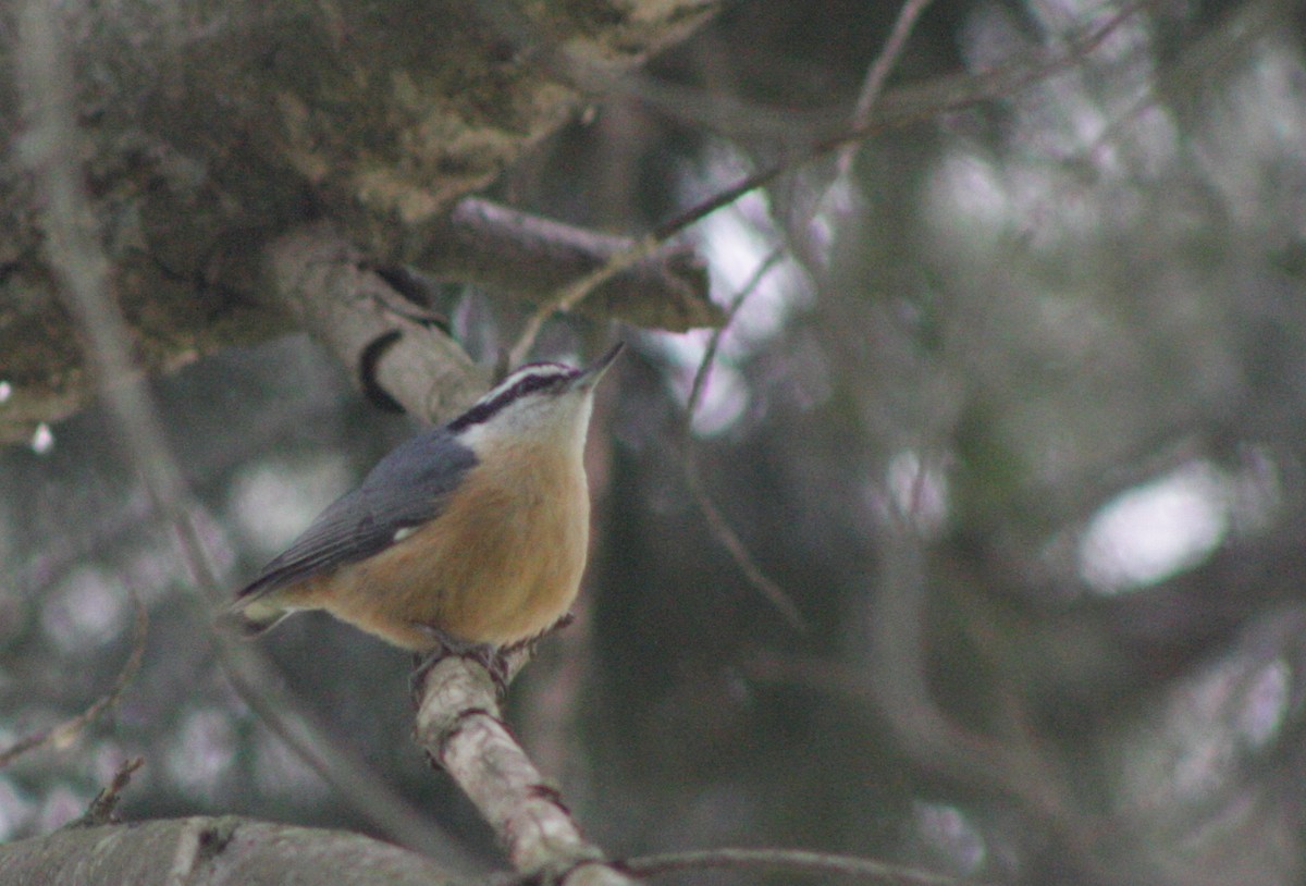 Red-breasted Nuthatch - ML231404571