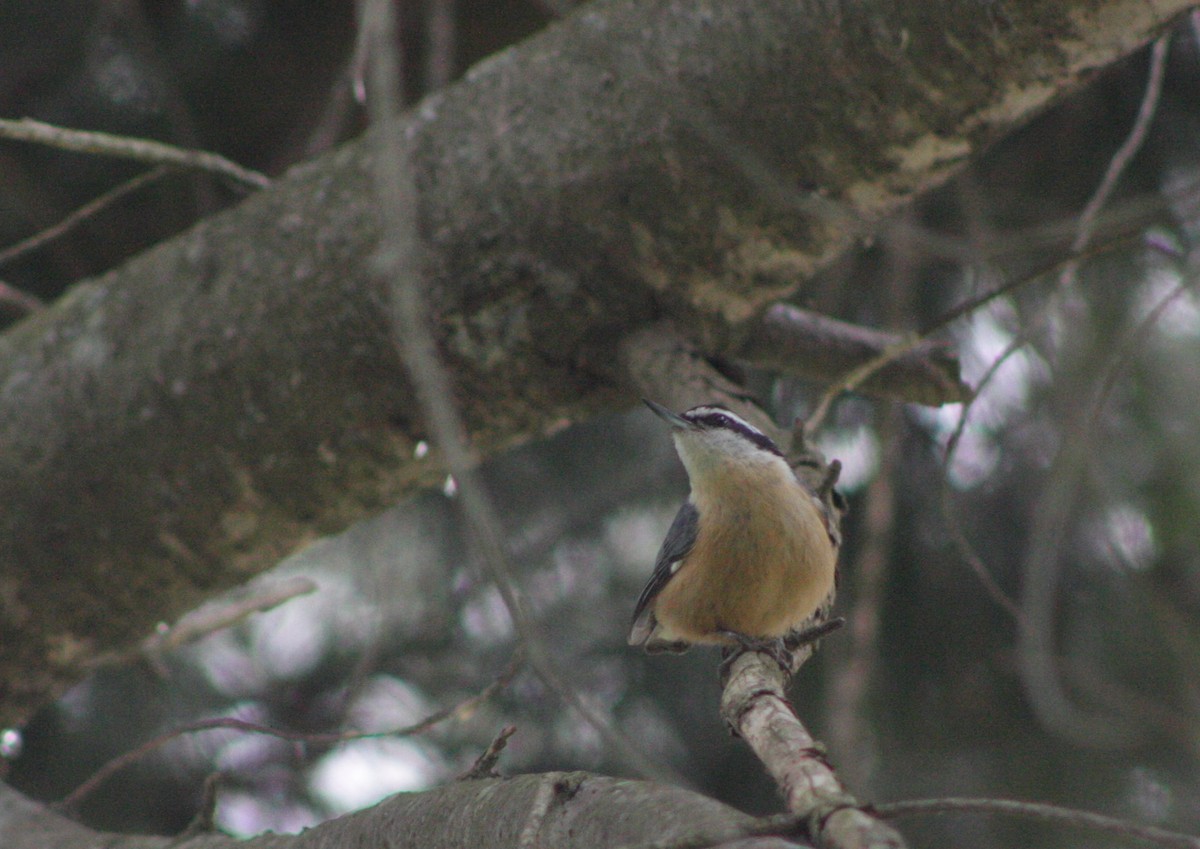 Red-breasted Nuthatch - ML231404581