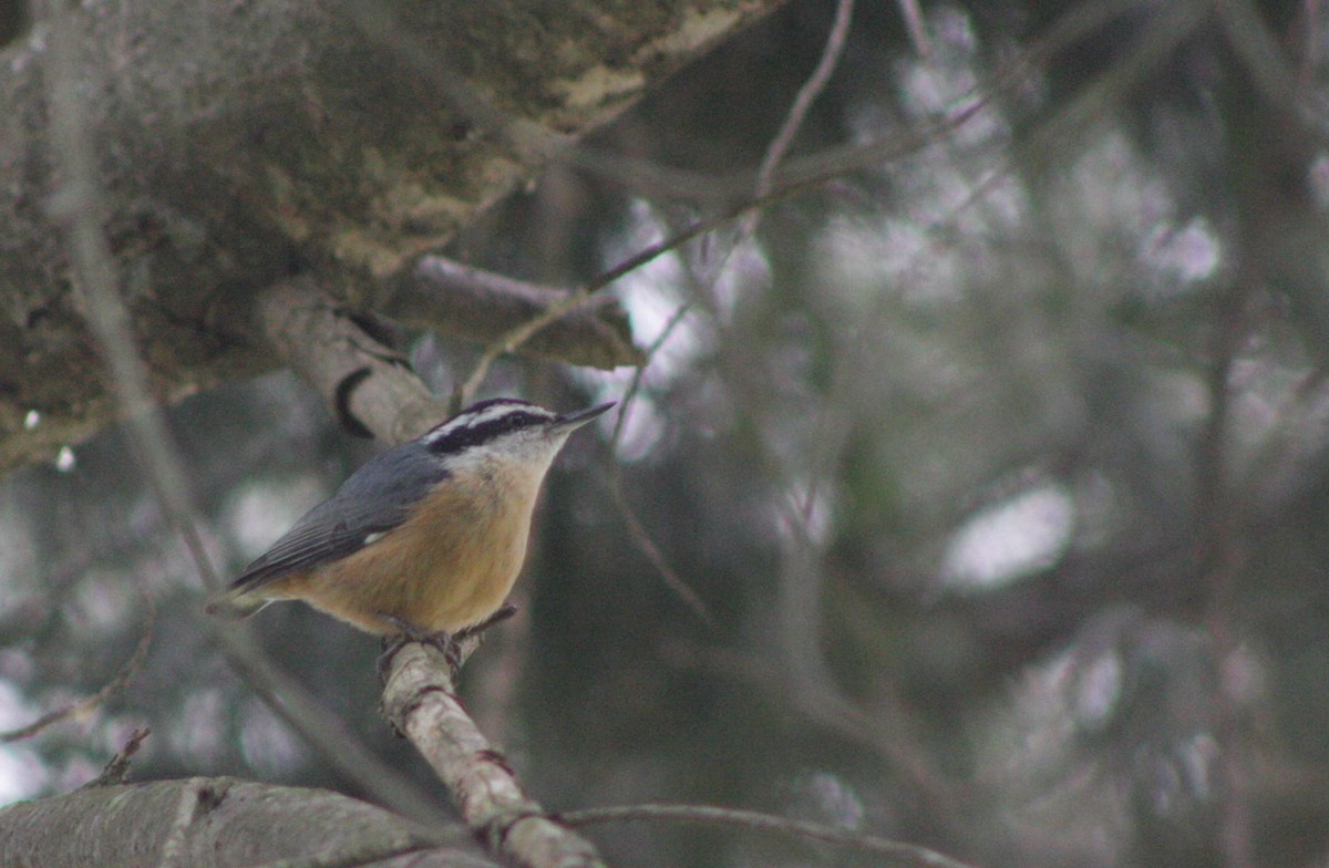 Red-breasted Nuthatch - ML231404591