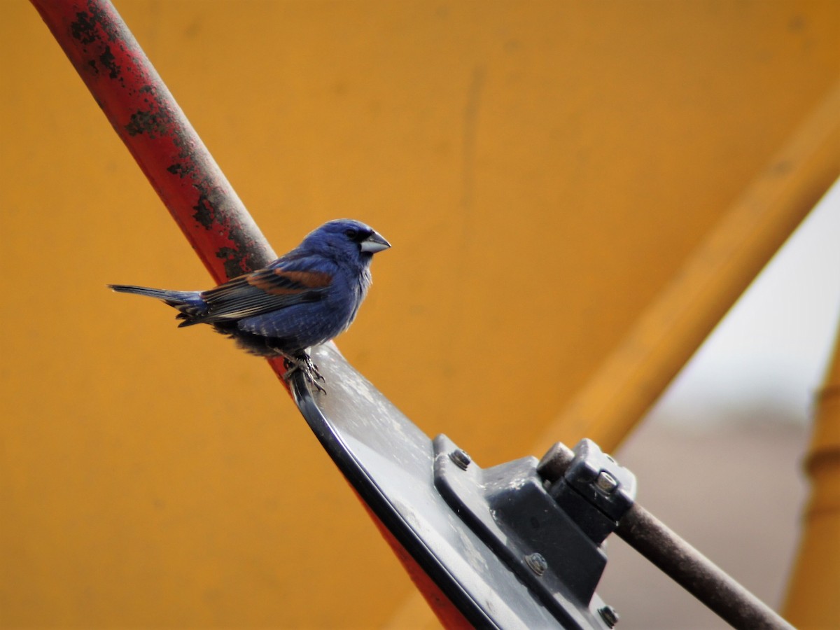 Blue Grosbeak - ML231408461