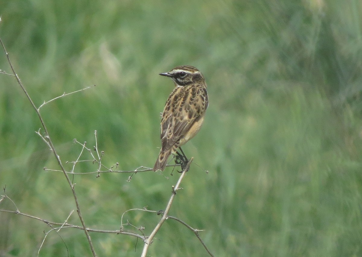 Whinchat - ML231408701