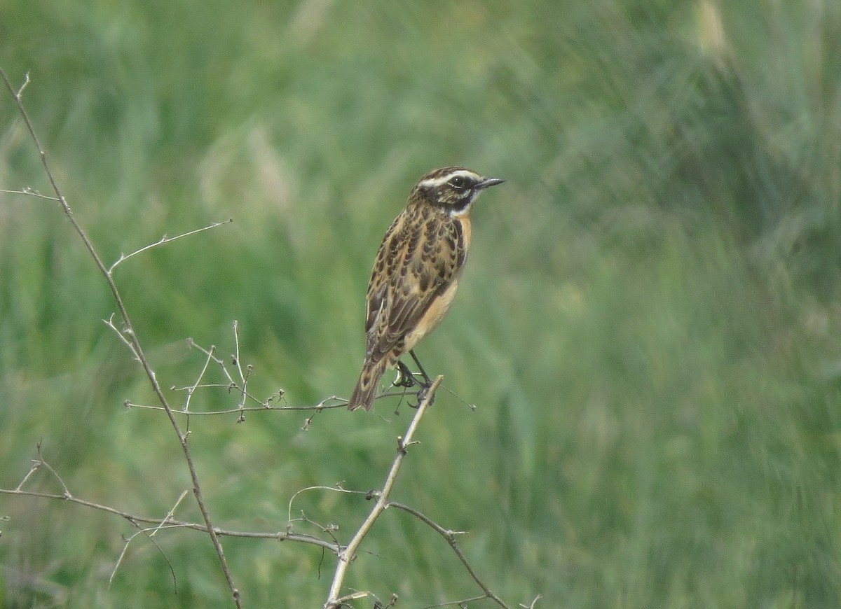 Whinchat - ML231408711