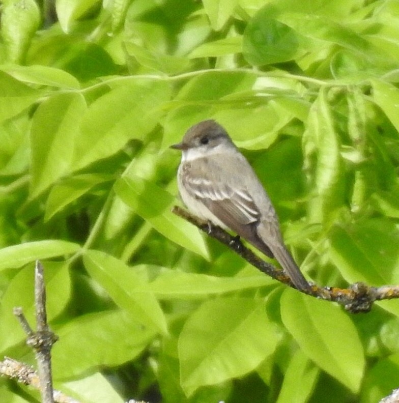 Western Wood-Pewee - ML231409651