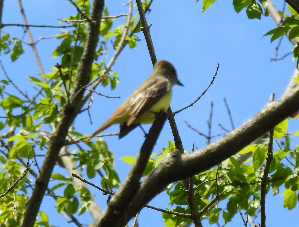 Great Crested Flycatcher - ML231409861