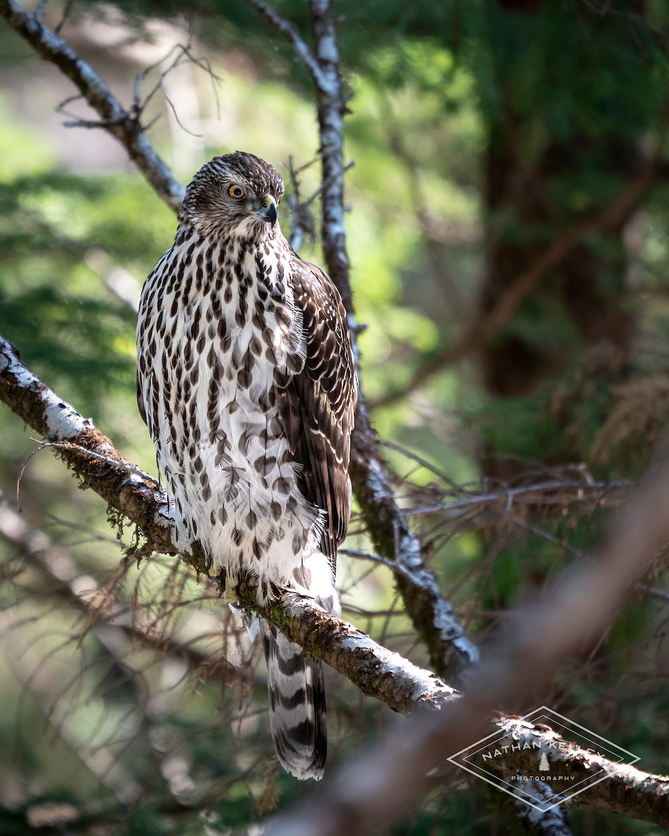 American Goshawk - ML231412601