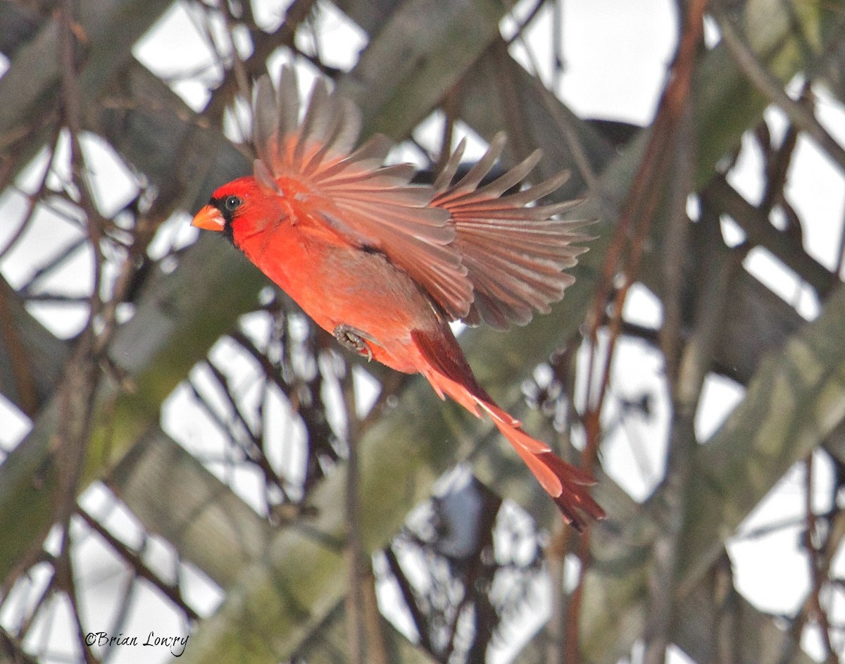 Northern Cardinal - Brian Lowry