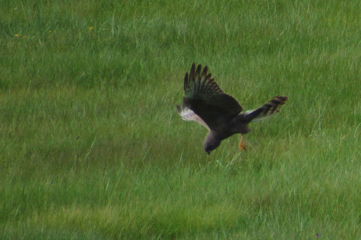 Montagu's Harrier - ML231412631