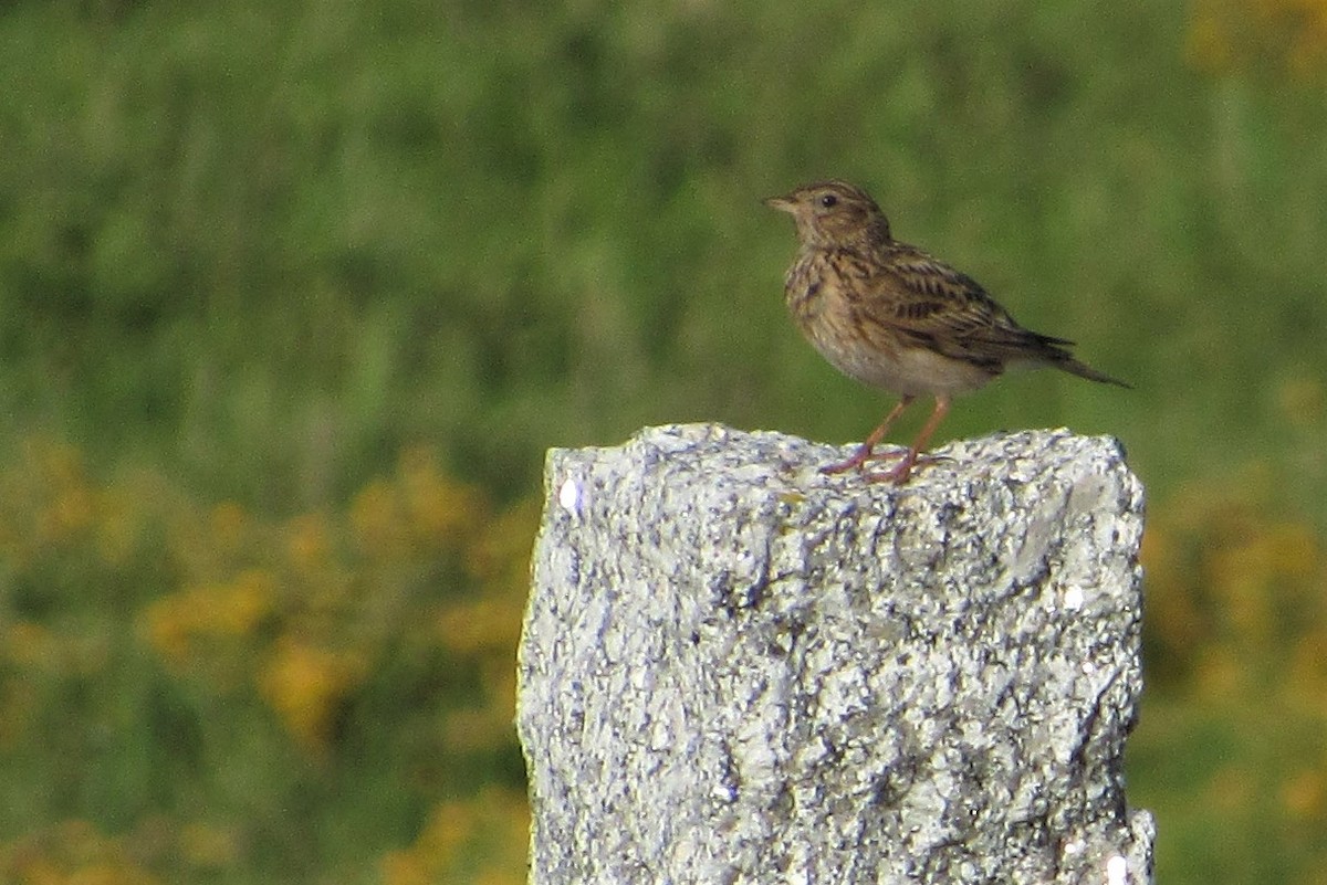 Eurasian Skylark - ML231412751